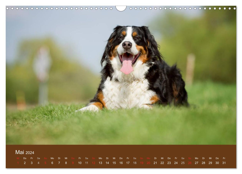 Berner Sennenhunde (CALVENDO Wandkalender 2024)
