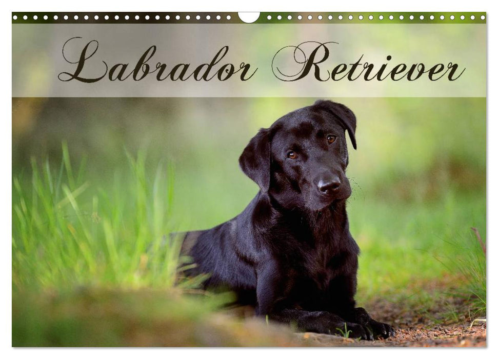 Labrador Retriever (Calendrier mural CALVENDO 2024) 