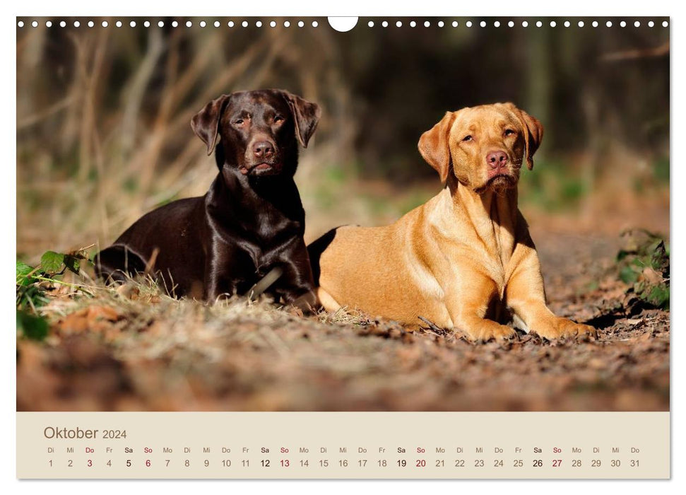 Labrador Retriever (Calendrier mural CALVENDO 2024) 