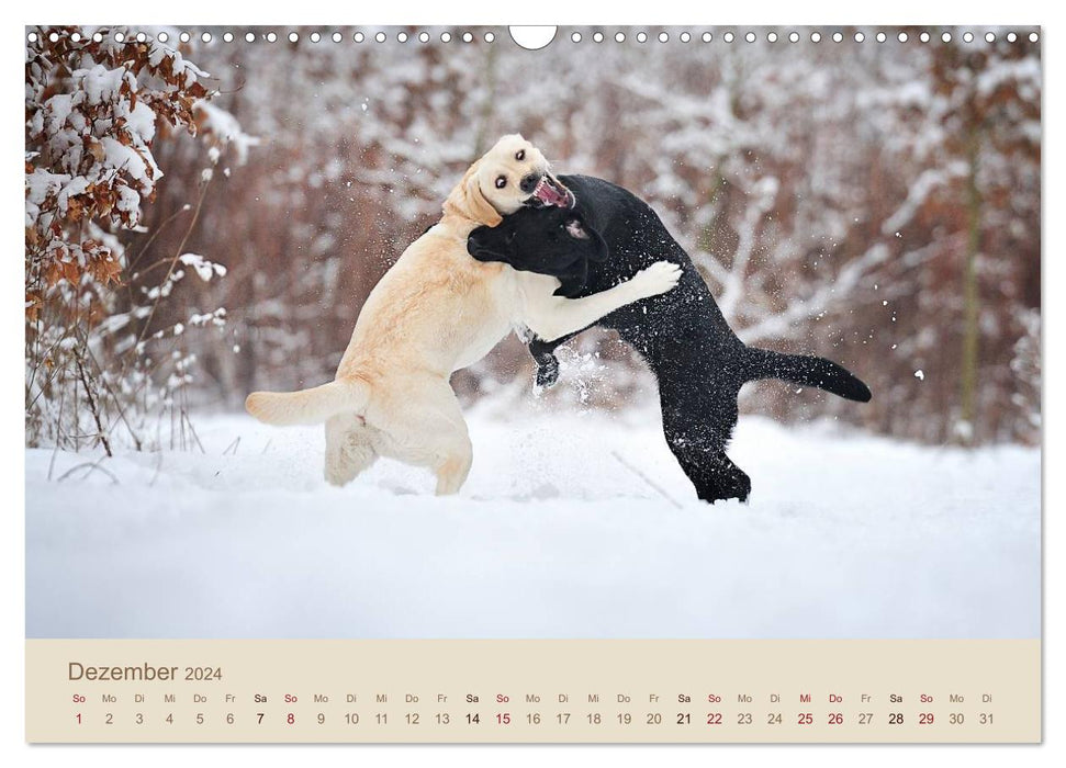 Labrador Retriever (CALVENDO Wandkalender 2024)