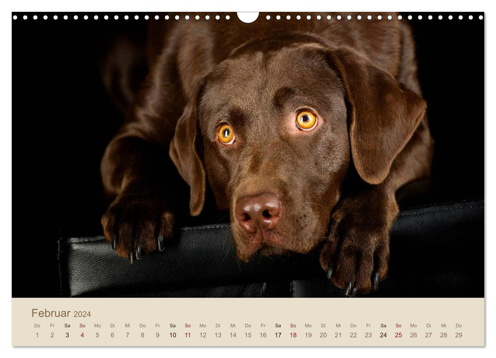 Labrador Retriever (CALVENDO Wandkalender 2024)