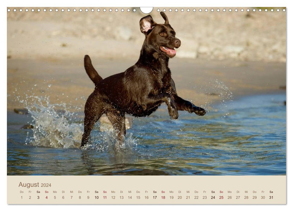 Labrador Retriever (Calendrier mural CALVENDO 2024) 