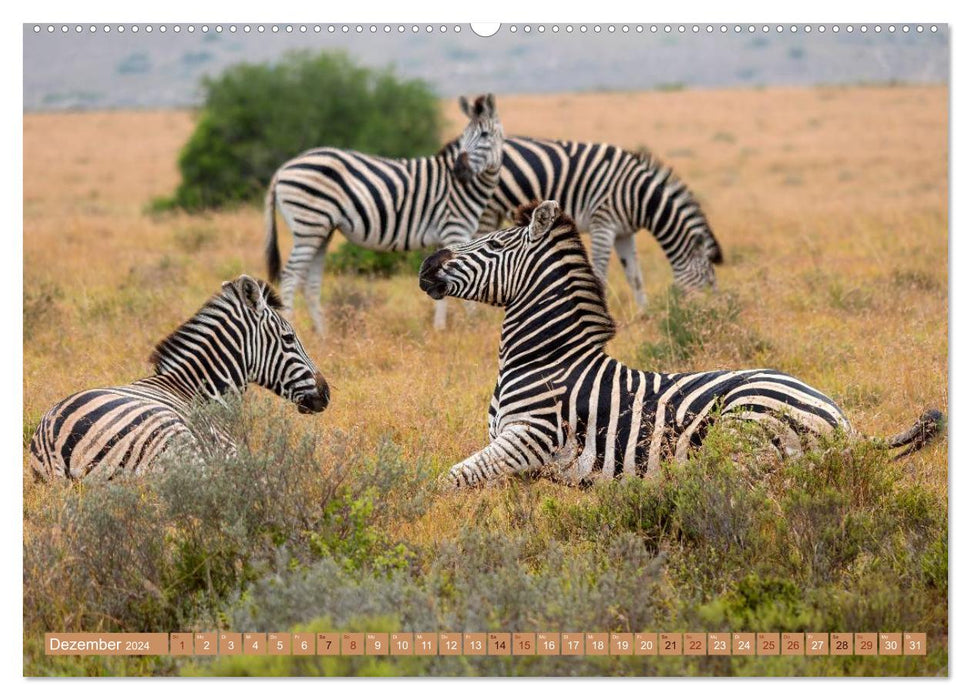 Afrikas Tierwelt: Zebras (CALVENDO Premium Wandkalender 2024)