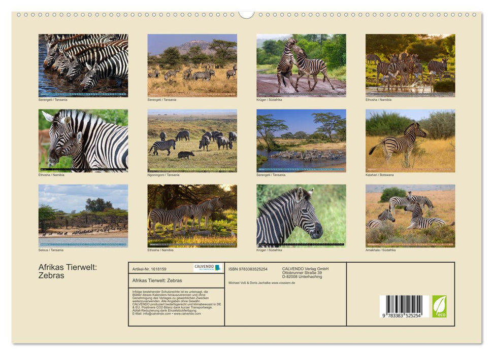 Africa's wildlife: Zebras (CALVENDO Premium Wall Calendar 2024) 