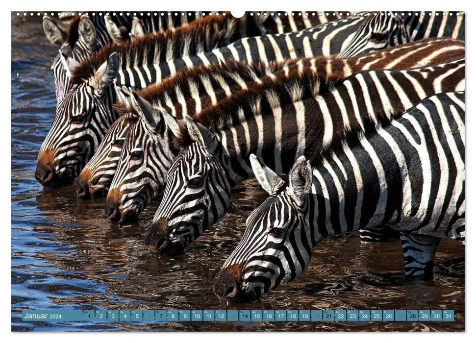 Africa's wildlife: Zebras (CALVENDO Premium Wall Calendar 2024) 
