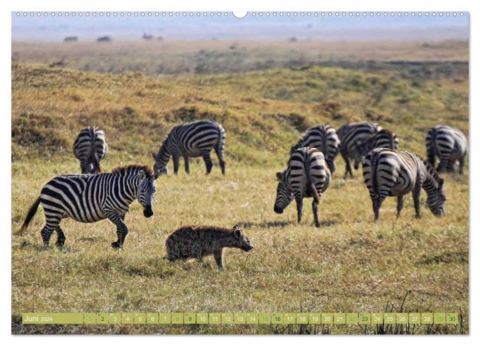 Africa's wildlife: Zebras (CALVENDO Premium Wall Calendar 2024) 