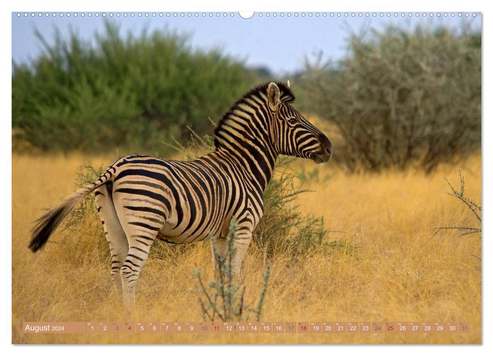 Afrikas Tierwelt: Zebras (CALVENDO Premium Wandkalender 2024)