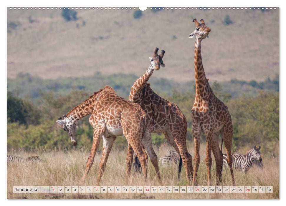 Emotionale Momente: Afrika Wildlife. Part 3. / CH-Version (CALVENDO Wandkalender 2024)