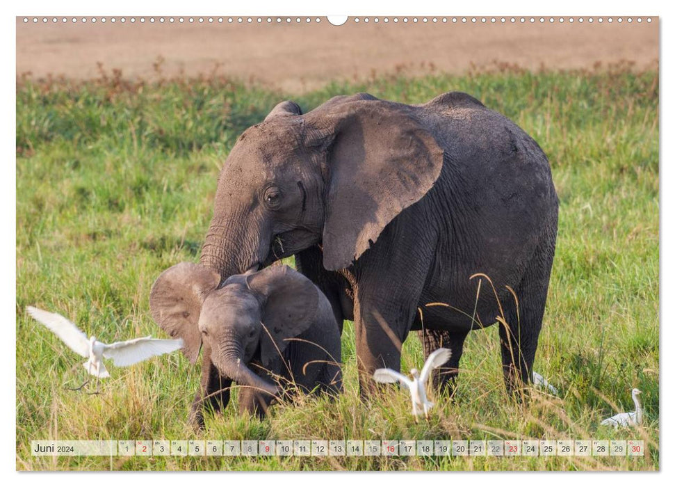 Moments d'émotion : la faune africaine. Partie 3. / Version CH (calendrier mural CALVENDO 2024) 