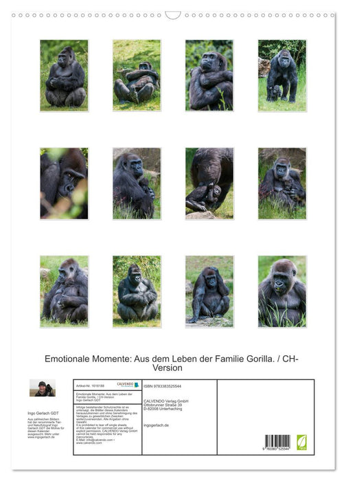 Moments d'émotion : De la vie de la famille Gorilla. / Version CH (calendrier mural CALVENDO 2024) 