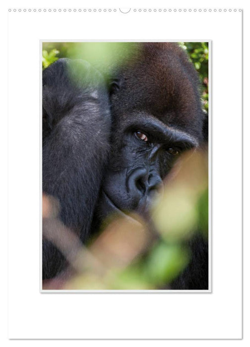 Moments d'émotion : De la vie de la famille Gorilla. / Version CH (calendrier mural CALVENDO 2024) 