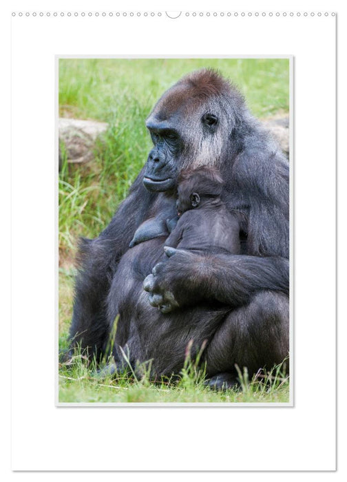 Emotionale Momente: Aus dem Leben der Familie Gorilla. / CH-Version (CALVENDO Wandkalender 2024)