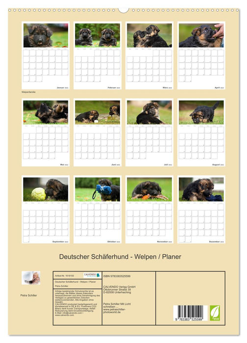 Deutscher Schäferhund - Welpen, Planer (CALVENDO Premium Wandkalender 2024)