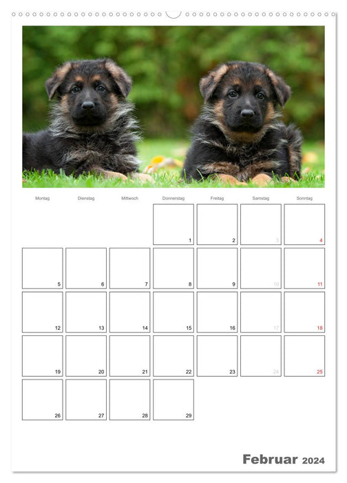 Berger allemand – Chiots, planificateur (Calvendo Premium Wall Calendar 2024) 