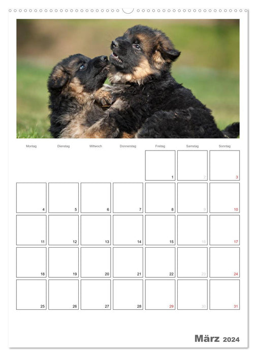 Deutscher Schäferhund - Welpen, Planer (CALVENDO Premium Wandkalender 2024)