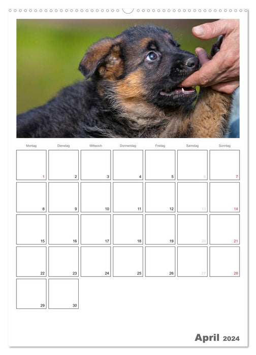 Deutscher Schäferhund - Welpen, Planer (CALVENDO Premium Wandkalender 2024)