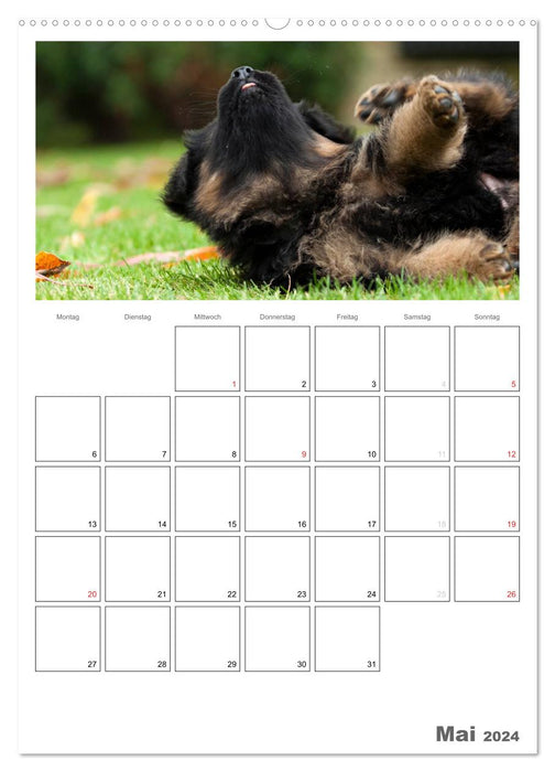 Deutscher Schäferhund - Welpen, Planer (CALVENDO Premium Wandkalender 2024)