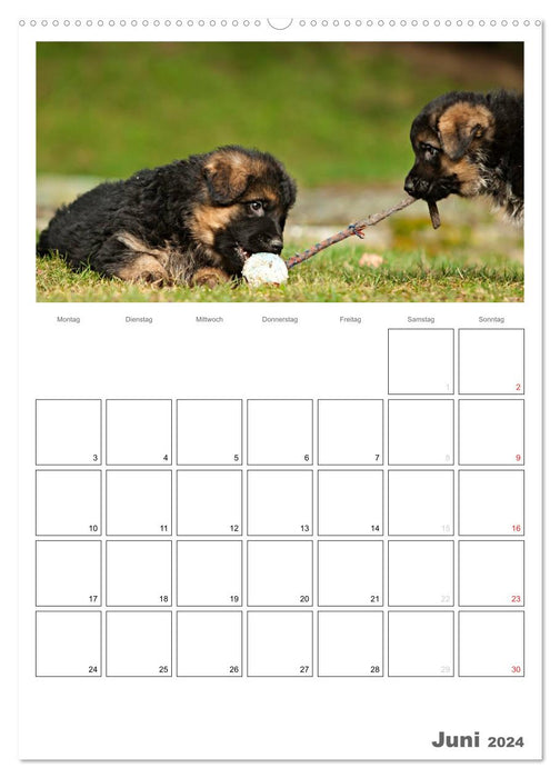 Deutscher Schäferhund - Welpen, Planer (CALVENDO Premium Wandkalender 2024)