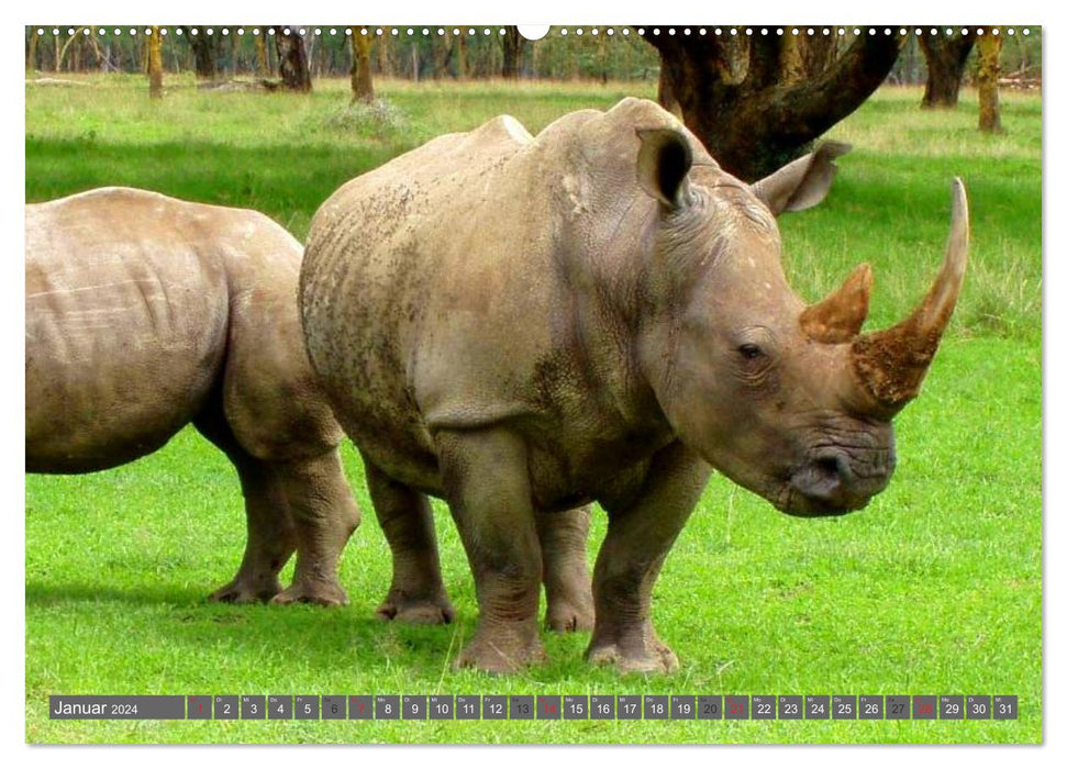 Rhinos &amp; Hippos (CALVENDO wall calendar 2024) 