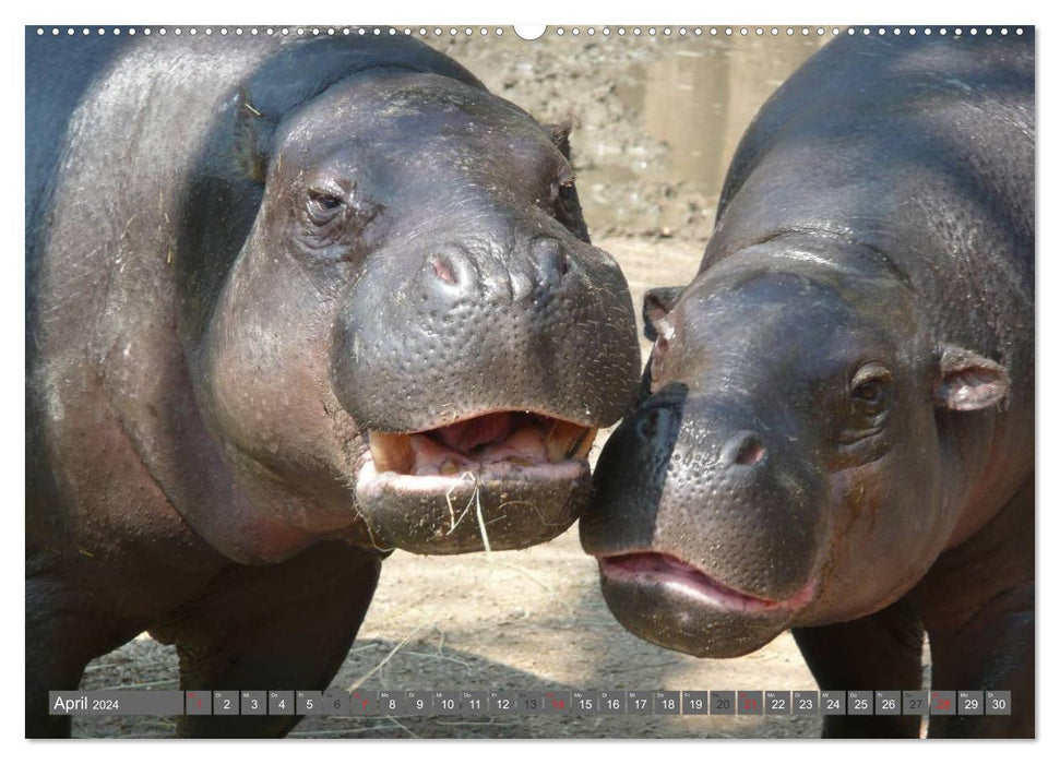 Nashörner & Flusspferde (CALVENDO Wandkalender 2024)