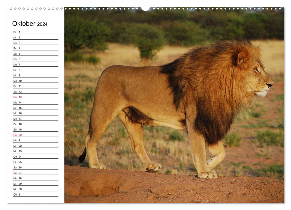 Big cats. The quiet hunters (CALVENDO wall calendar 2024) 