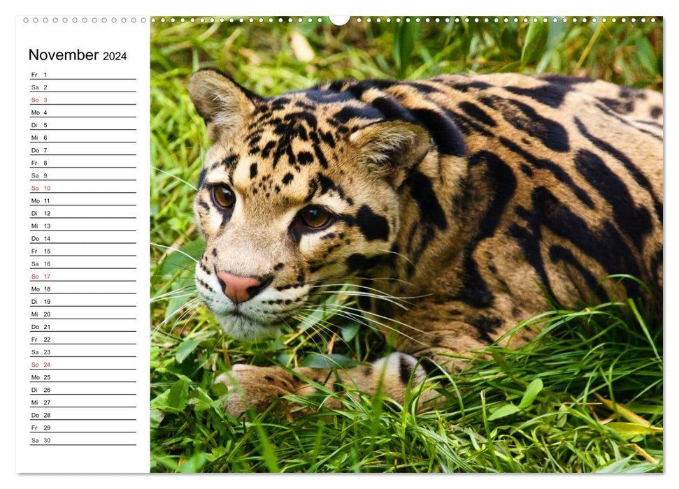 Big cats. The quiet hunters (CALVENDO wall calendar 2024) 