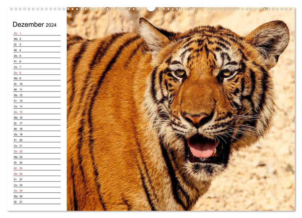 Big cats. The quiet hunters (CALVENDO wall calendar 2024) 