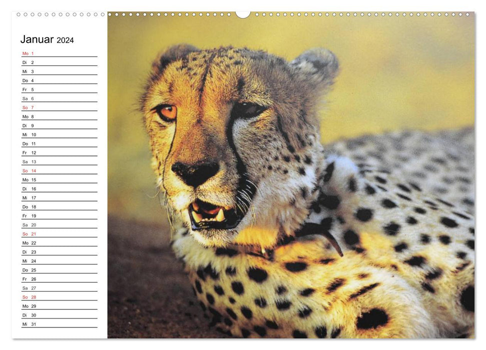 Big cats. The quiet hunters (CALVENDO wall calendar 2024) 