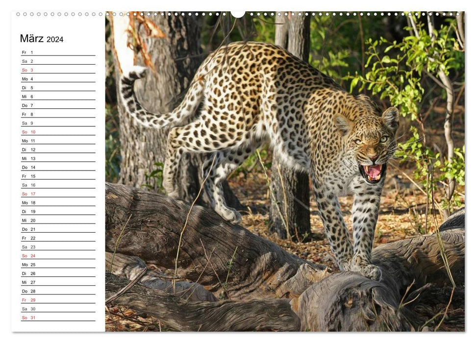 Big cats. The quiet hunters (CALVENDO wall calendar 2024) 