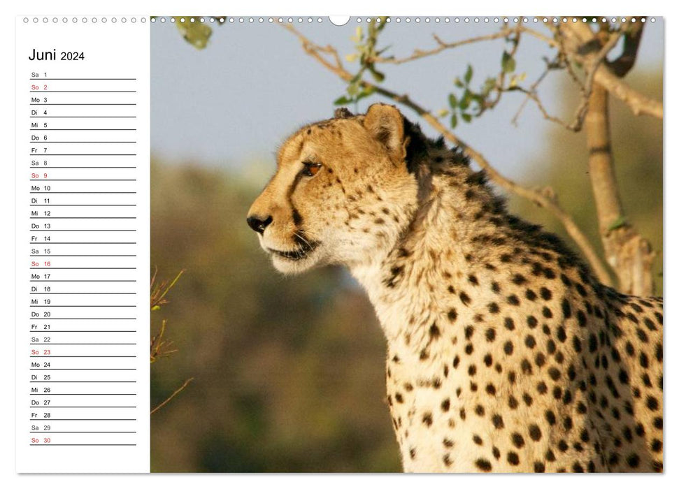 Big cats. The quiet hunters (CALVENDO wall calendar 2024) 