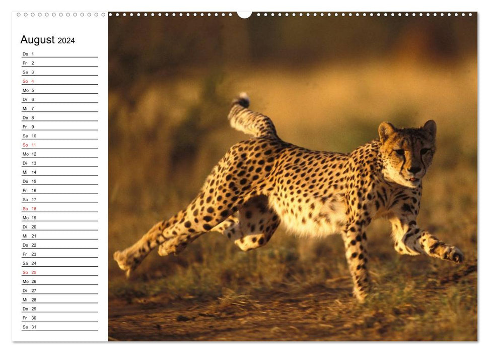 Big cats. The quiet hunters (CALVENDO wall calendar 2024) 