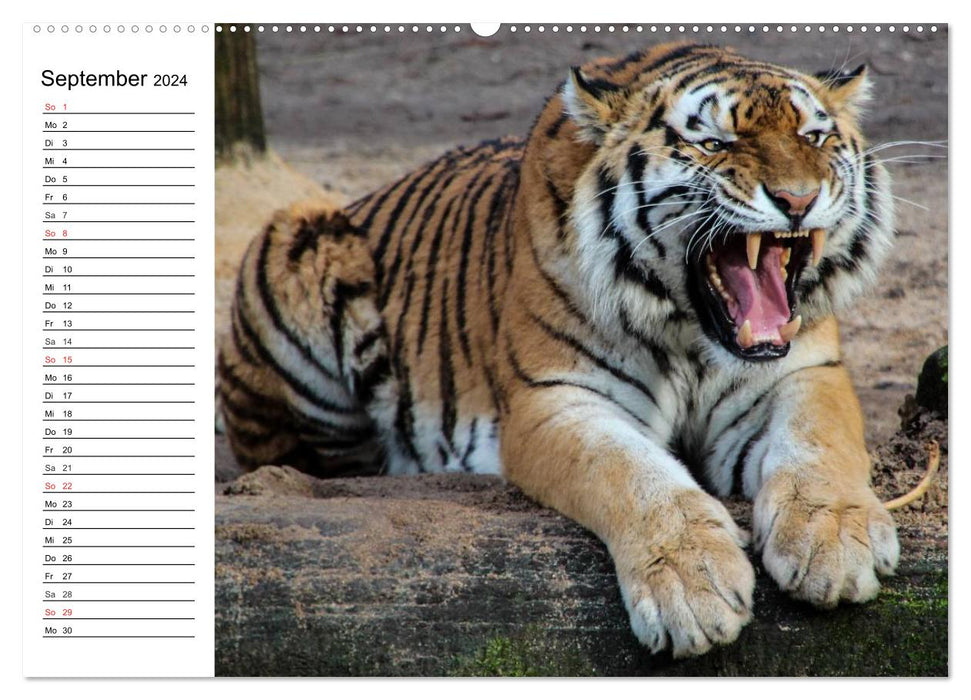 Big cats. The quiet hunters (CALVENDO wall calendar 2024) 