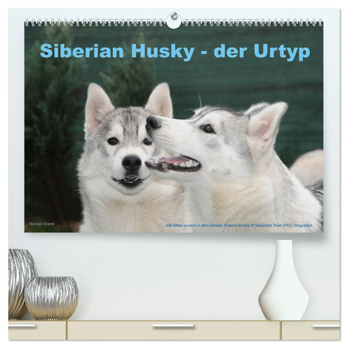 Siberian Husky - der Urtyp (CALVENDO Premium Wandkalender 2024)