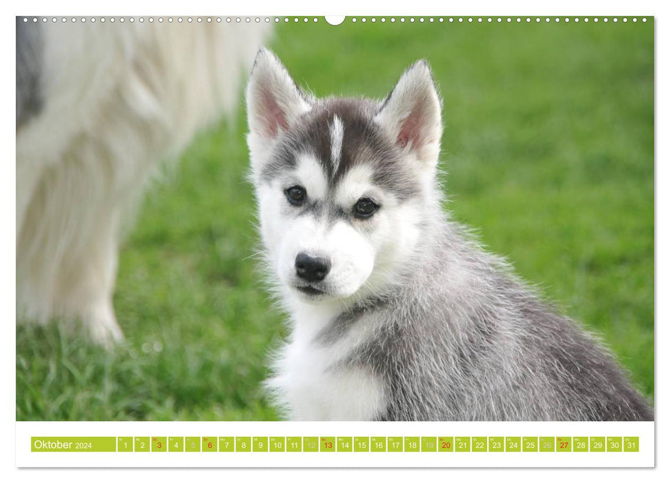 Siberian Husky - der Urtyp (CALVENDO Premium Wandkalender 2024)