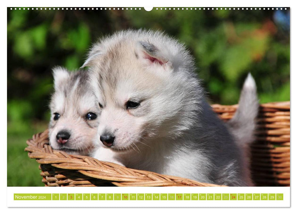 Siberian Husky - der Urtyp (CALVENDO Premium Wandkalender 2024)