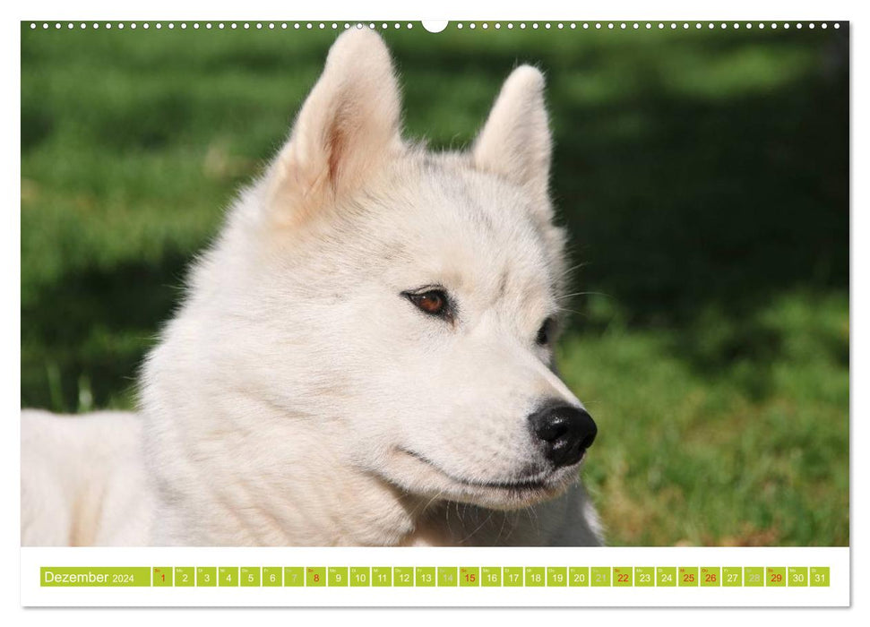 Siberian Husky - der Urtyp (CALVENDO Premium Wandkalender 2024)