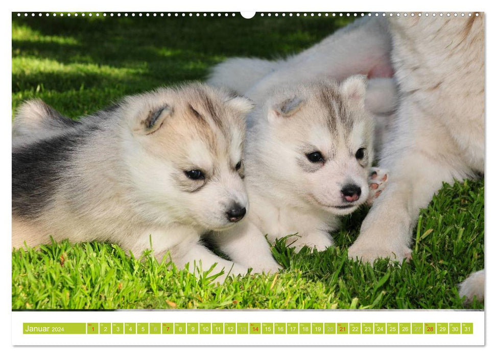 Siberian Husky - der Urtyp (CALVENDO Premium Wandkalender 2024)