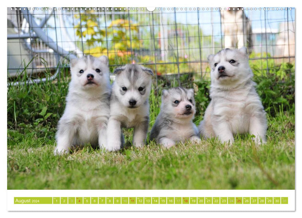 Siberian Husky - der Urtyp (CALVENDO Premium Wandkalender 2024)