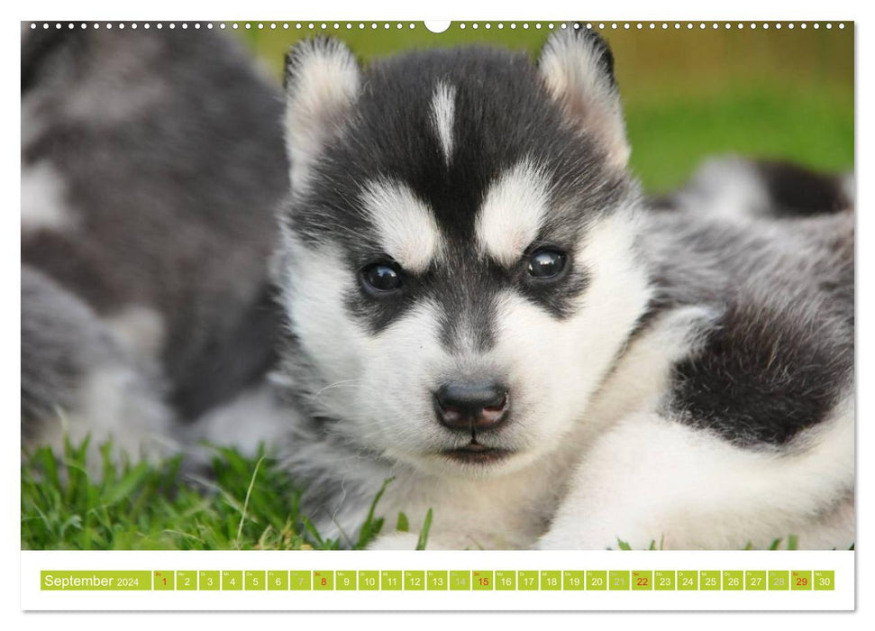 Siberian Husky - der Urtyp (CALVENDO Premium Wandkalender 2024)