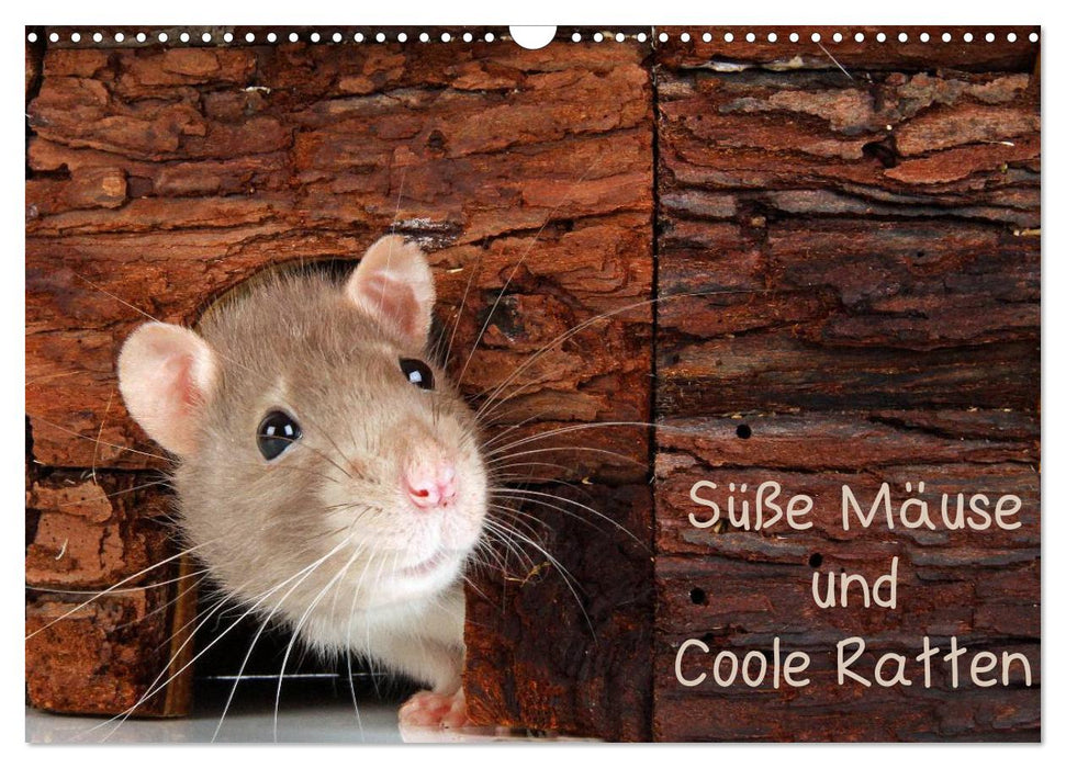 Souris douces et rats cool / version CH (calendrier mural CALVENDO 2024)