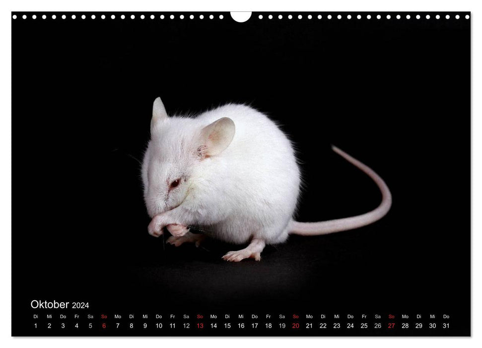 Süße Mäuse und Coole Ratten / CH-Version (CALVENDO Wandkalender 2024)