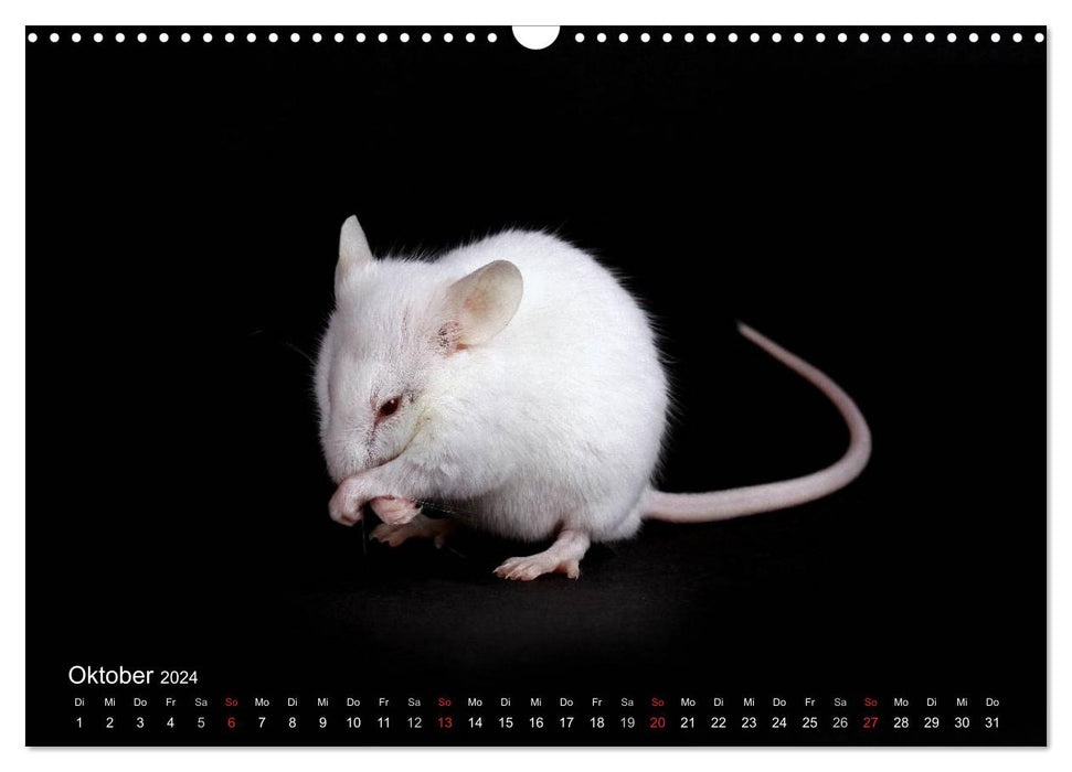 Souris douces et rats cool / version CH (calendrier mural CALVENDO 2024)