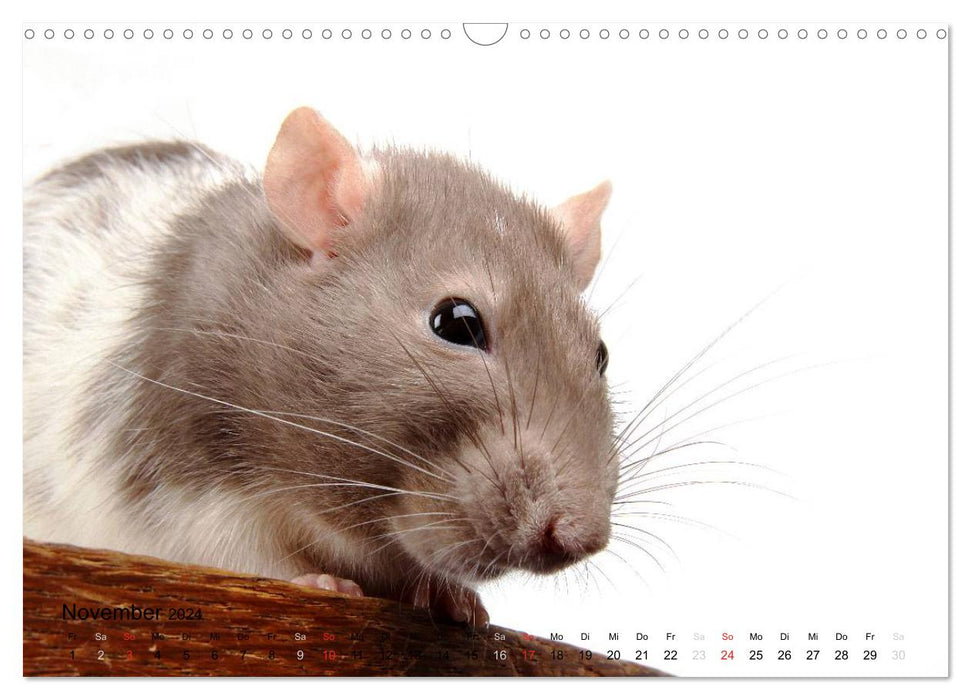 Souris douces et rats cool / version CH (calendrier mural CALVENDO 2024)