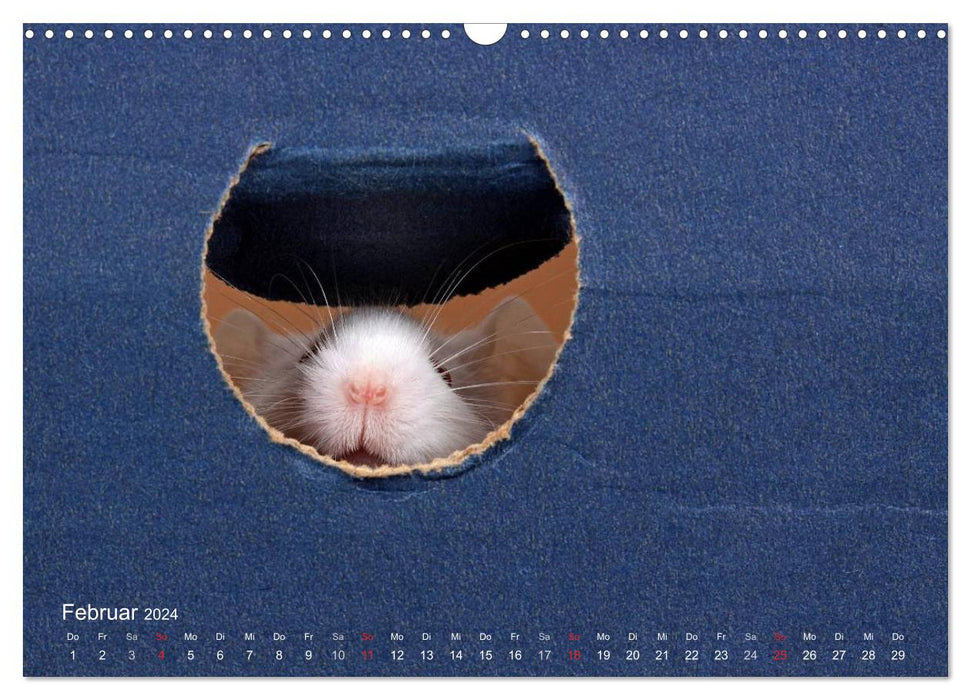 Souris douces et rats cool / version CH (calendrier mural CALVENDO 2024)