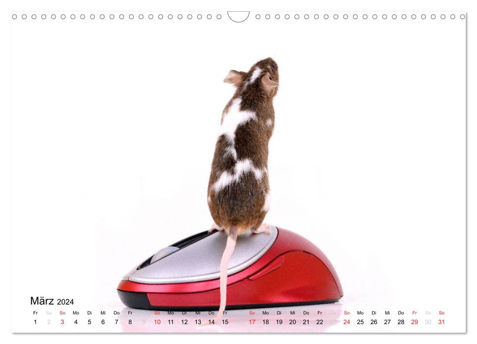 Souris douces et rats cool / version CH (calendrier mural CALVENDO 2024)