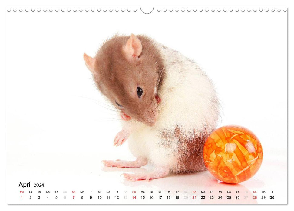 Souris douces et rats cool / version CH (calendrier mural CALVENDO 2024)