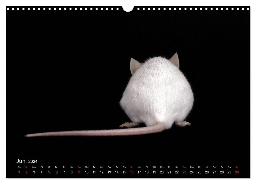 Souris douces et rats cool / version CH (calendrier mural CALVENDO 2024)