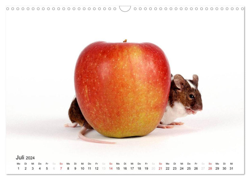 Süße Mäuse und Coole Ratten / CH-Version (CALVENDO Wandkalender 2024)