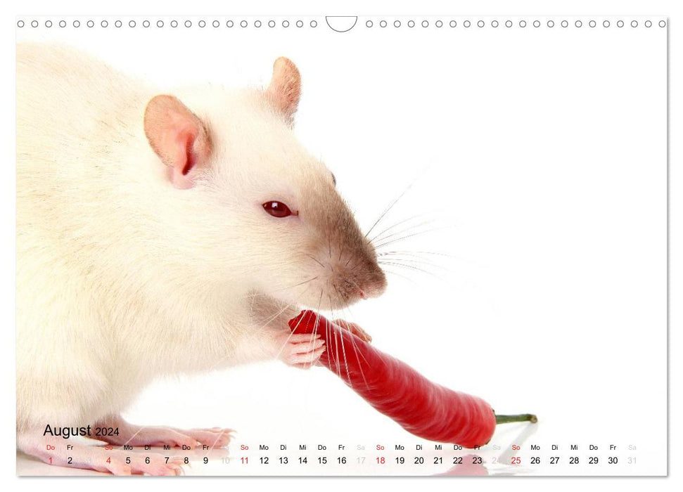 Souris douces et rats cool / version CH (calendrier mural CALVENDO 2024)