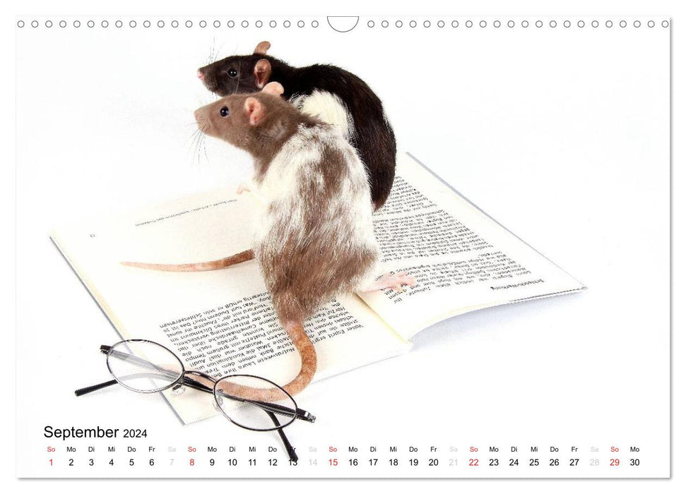 Souris douces et rats cool / version CH (calendrier mural CALVENDO 2024)